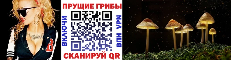 Галлюциногенные грибы Cubensis кракен сайт Кольчугино